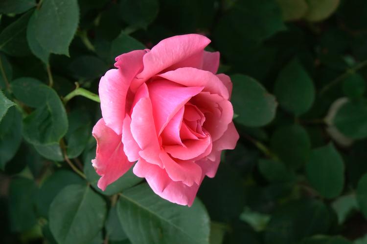 Caring for Newly Potted Roses: Your Go-To Guide for Thriving Blooms