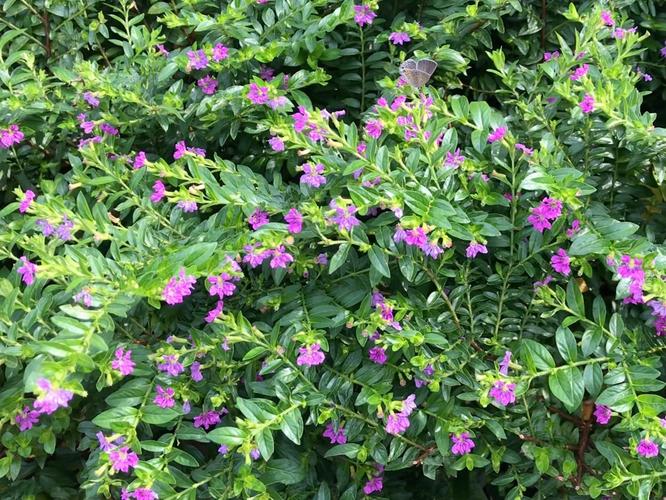How to Grow Cuphea in Containers: A Gardener’s Guide to Thrilling Blooms