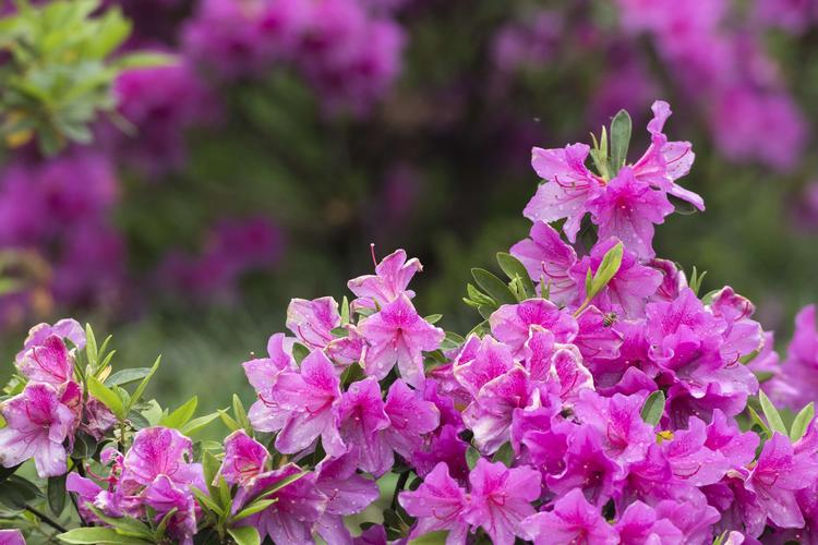 The Ultimate Guide to Rhododendron Varieties: Exploring Nature’s Colorful Wonders