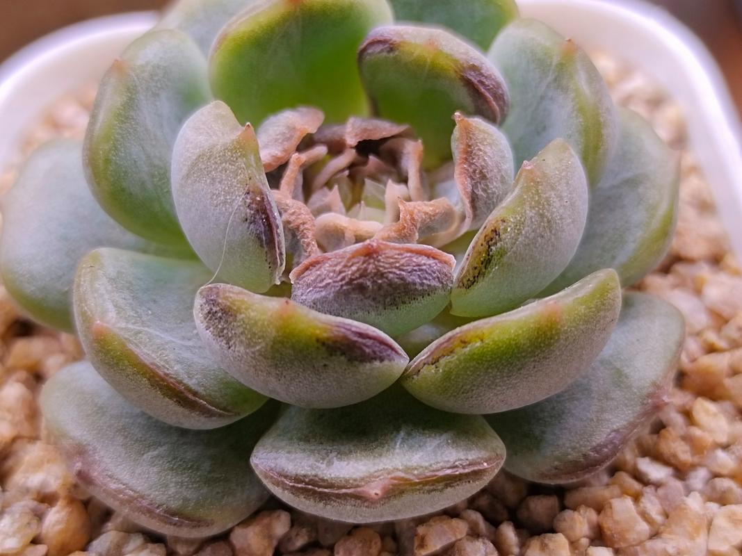 How to Revive Sunburned Succulents: A Plant Lover’s Rescue Plan