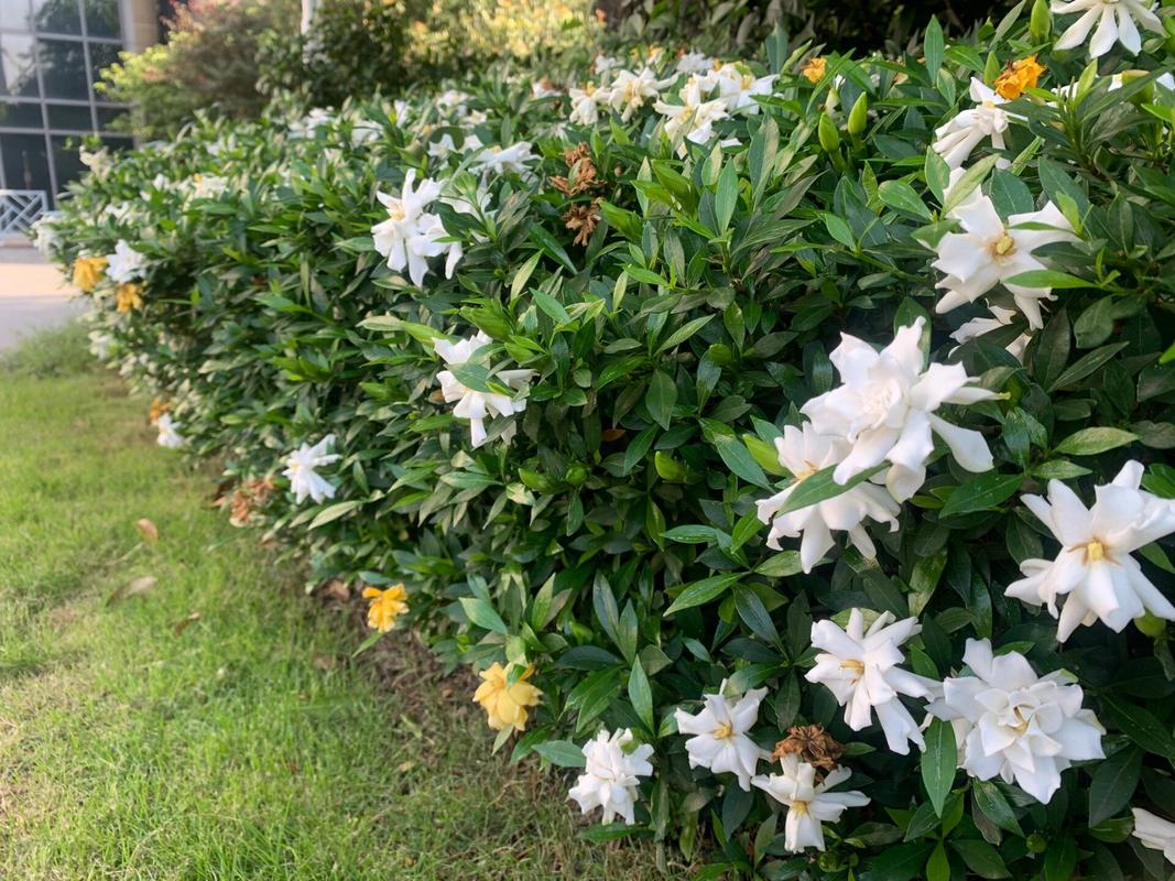The Indoor Gardener’s Guide to Thriving Dwarf Gardenias: Why Your New Plant Droops (And How to Make It Bloom)